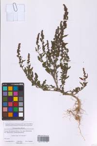 Марь белая L., Восточная Европа, Московская область и Москва (E4a) (Россия)