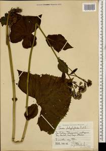 Caucasalia pontica (K. Koch) Greuter, Кавказ, Ставропольский край, Карачаево-Черкесия, Кабардино-Балкария (K1b) (Россия)