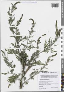 Амброзия полынелистная L., Восточная Европа, Северо-Западный район (E2) (Россия)