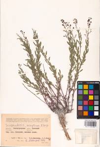 MHA 0 159 654, Норичник скальный M. Bieb. ex Willd., Восточная Европа, Нижневолжский район (E9) (Россия)