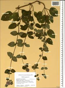 Мята водяная L., Крым (KRYM) (Россия)