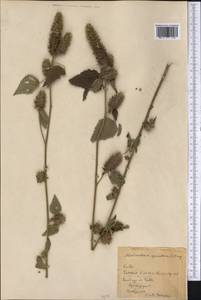 Malvastrum americanum (L.) Torr., Америка (AMER) (Куба)