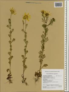 Златоцвет посевной, Хризантема посевная (L.) Fourr., Зарубежная Азия (ASIA) (Кипр)