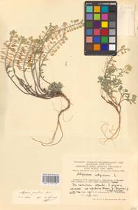 Бурачок Гмелина Jord. & Fourr., Восточная Европа, Литва (E2a) (Литва)