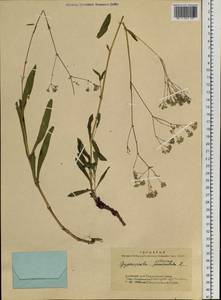 Качим высочайший L., Сибирь, Алтай и Саяны (S2) (Россия)