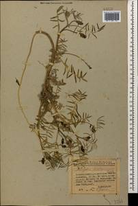 Astragalus shelkovnikovii Grossh., Кавказ, Азербайджан (K6) (Азербайджан)