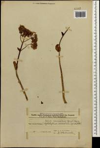 Hylotelephium maximum subsp. ruprechtii (Jalas) Dostál, Кавказ, Азербайджан (K6) (Азербайджан)