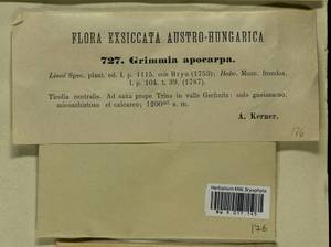 Schistidium apocarpum (Hedw.) Bruch & Schimp., Гербарий мохообразных, Мхи - Западная Европа (BEu) (Австрия)