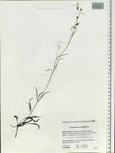 Колокольчик круглолистный L., Сибирь, Прибайкалье и Забайкалье (S4) (Россия)