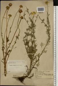 Cota tinctoria subsp. tinctoria, Восточная Европа, Центральный лесостепной район (E6) (Россия)