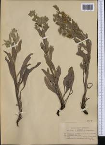 Cynoglossum cheirifolium, Западная Европа (EUR) (Италия)