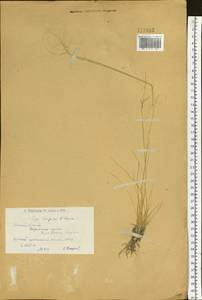 Ковыль Крылова Roshev., Сибирь, Западный (Казахстанский) Алтай (S2a) (Казахстан)