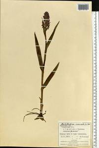 Пальчатокоренник мясо-красный (L.) Soó, Восточная Европа, Западно-Украинский район (E13) (Украина)