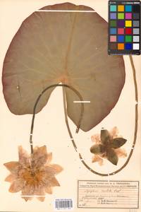 Кувшинка белоснежная C.Presl, Восточная Европа, Московская область и Москва (E4a) (Россия)