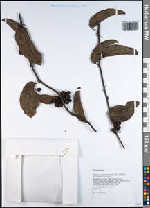 Tiliacora triandra (Colebr.) Diels, Зарубежная Азия (ASIA) (Вьетнам)