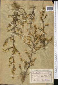 Psychrogeton nigromontanus (Boiss. & Buhse) Grierson, Средняя Азия и Казахстан, Муюнкумы, Прибалхашье и Бетпак-Дала (M9) (Казахстан)