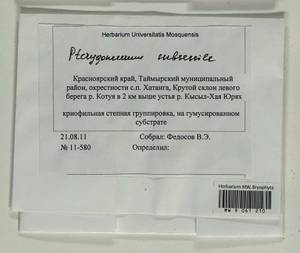 Pterygoneurum subsessile (Brid.) Jur., Гербарий мохообразных, Мхи - Красноярский край, Тыва и Хакасия (B17) (Россия)