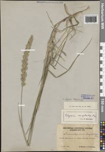 Волоснец ржаной (Georgi) Tzvelev, Сибирь, Алтай и Саяны (S2) (Россия)