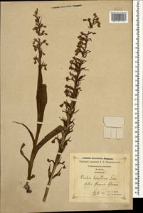 Анакамптис рыхлоцветковый (Lam.) R.M.Bateman, Pridgeon & M.W.Chase, Кавказ, Грузия (K4) (Грузия)