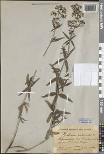 Подмаренник мареновидный L., Восточная Европа, Центральный лесостепной район (E6) (Россия)