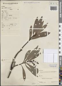 Machilus salicina Hance, Зарубежная Азия (ASIA) (КНР)