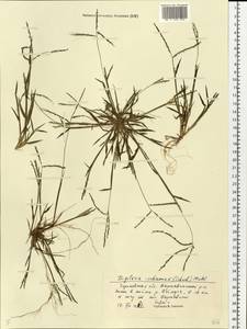 Росичка обыкновенная (Schreb.) Muhl., Восточная Европа, Волжско-Камский район (E7) (Россия)