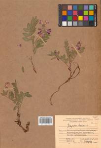 Копеечник копеечниковый (L.) Schinz & Thell., Сибирь, Чукотка и Камчатка (S7) (Россия)