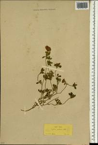 Trifolium pallidum Waldst. & Kit., Зарубежная Азия (ASIA) (Турция)