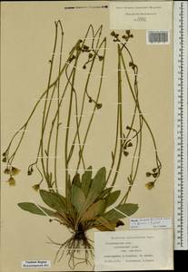 Pilosella acutifolia subsp. acutifolia, Восточная Европа, Центральный район (E4) (Россия)