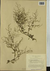 Cycloloma atriplicifolium (Spreng.) J. M. Coulter, Западная Европа (EUR) (Италия)