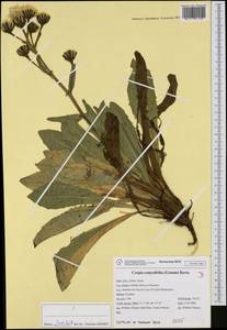 Crepis pyrenaica (L.) Greuter, Западная Европа (EUR) (Италия)