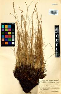 Carex myosuroides Vill., Сибирь, Прибайкалье и Забайкалье (S4) (Россия)