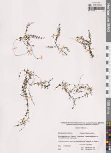 Подмаренник трехраздельный L., Сибирь, Чукотка и Камчатка (S7) (Россия)