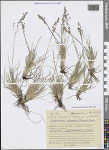 Щучка дернистая, Сибирь, Чукотка и Камчатка (S7) (Россия)