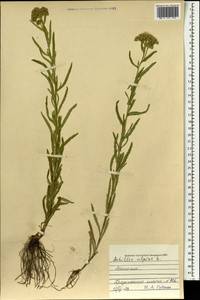 Achillea alpina subsp. alpina, Монголия (MONG) (Монголия)