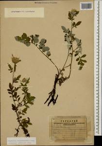 Псефеллюс закавказский Sosn., Кавказ, Армения (K5) (Армения)