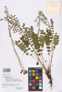 Poterium sanguisorba subsp. sanguisorba, Восточная Европа, Центральный лесостепной район (E6) (Россия)