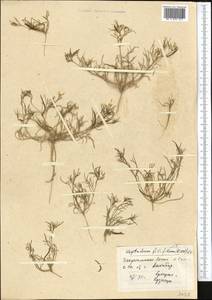 Лепталеум нителистный (Willd.) DC., Средняя Азия и Казахстан, Каракумы (M6) (Туркмения)