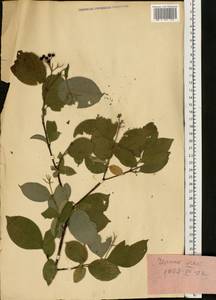 Кизил, Восточная Европа (без точных пунктов) (E0)