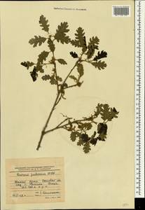 Дуб пушистый Willd., Крым (KRYM) (Россия)