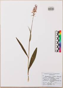 Пальчатокоренник Фукса (Druce) Soó, Восточная Европа, Центральный район (E4) (Россия)