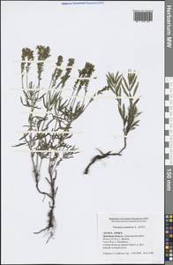 Вероника австрийская L., Восточная Европа, Центральный лесостепной район (E6) (Россия)