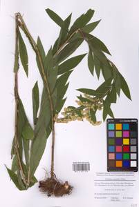 Золотарник гигантский Aiton, Восточная Европа, Московская область и Москва (E4a) (Россия)