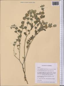 Syrmatium argophyllum (A.Gray)Greene, Америка (AMER) (США)