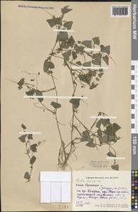 Viola inconspicua Blume, Зарубежная Азия (ASIA) (КНР)