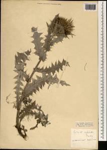 Lophiolepis cephalotes (Boiss.) Bures, Del Guacchio, Iamonico & P. Caputo, Зарубежная Азия (ASIA) (Турция)