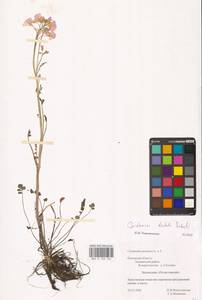 Cardamine pratensis subsp. dentata (Schult.) Čelak., Восточная Европа, Северо-Западный район (E2) (Россия)