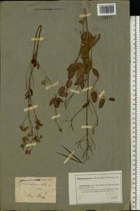 Poacynum tauricum (Pobed.) Mavrodiev, Laktionov & Yu. E. Alexeev, Восточная Европа, Нижневолжский район (E9) (Россия)