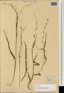 Paspalidium flavidum (Retz.) A.Camus, Зарубежная Азия (ASIA) (Филиппины)
