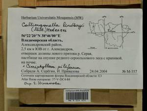 Calliergonella lindbergii (Mitt.) Hedenäs, Гербарий мохообразных, Мхи - Центральное Нечерноземье (B6) (Россия)